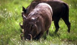 浙江野猪最新爆料视频,揭秘神秘生物的真实面貌